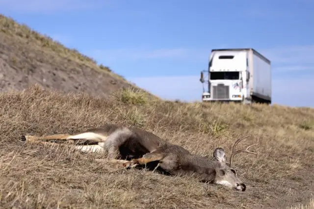 Deer Collision Insurance Impact - Dead Deer on Roadside with Truck in Background