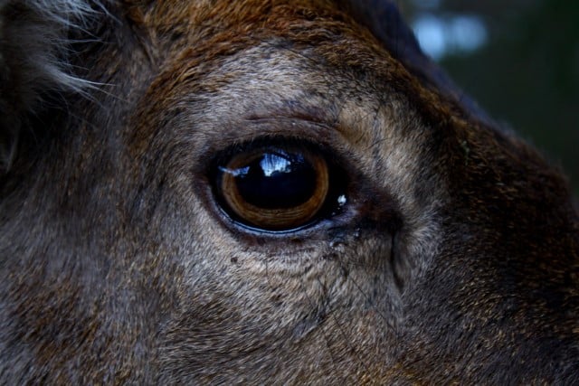 Deer Eye Close-Up Photo