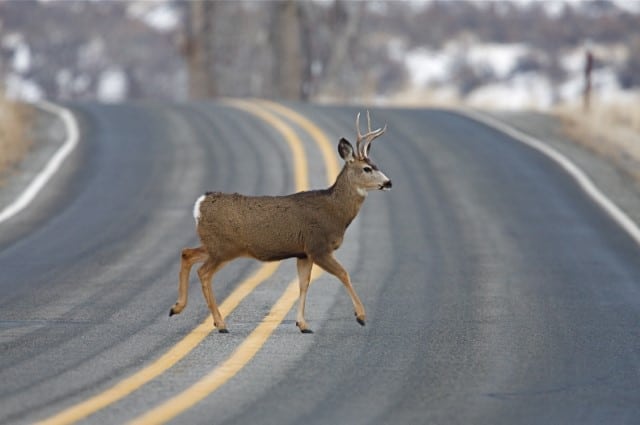 Deer in Road