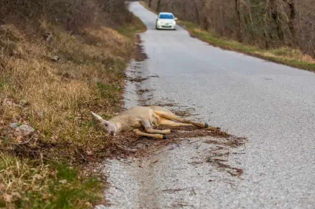 Learn How Hitting a Deer Impacts Your Driving Record