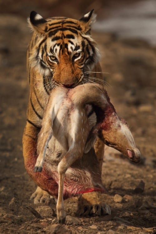 Tiger With Deer Kill