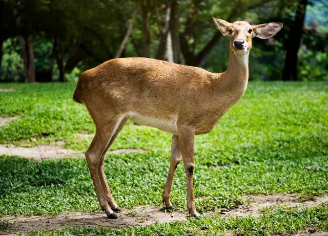 closeup of a deer