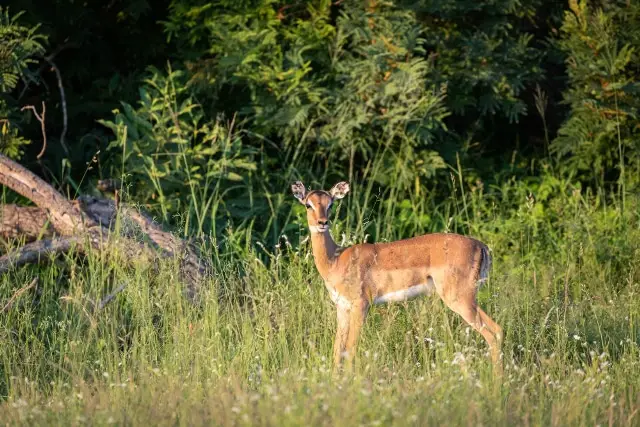 deer standing on green grass
