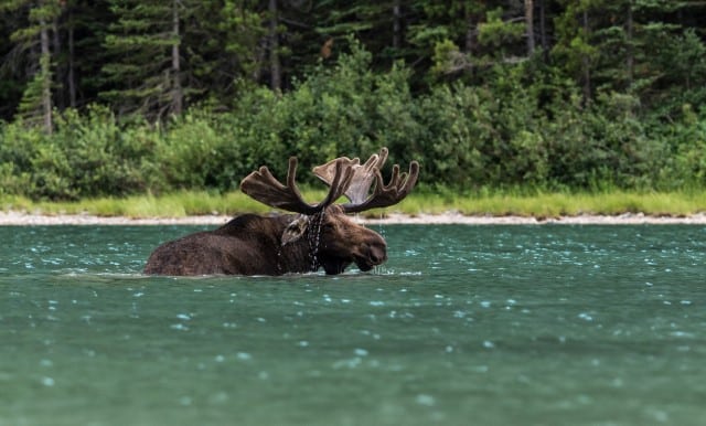Moose Geographical Distribution