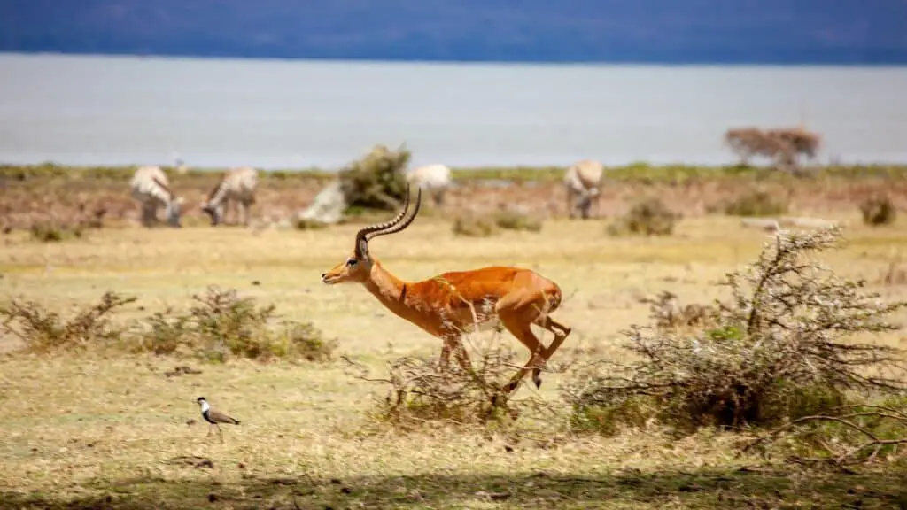 A gazelle in the desert running away from a predator.