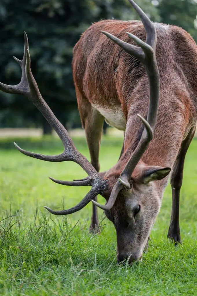 Deer with big antlers feeding.