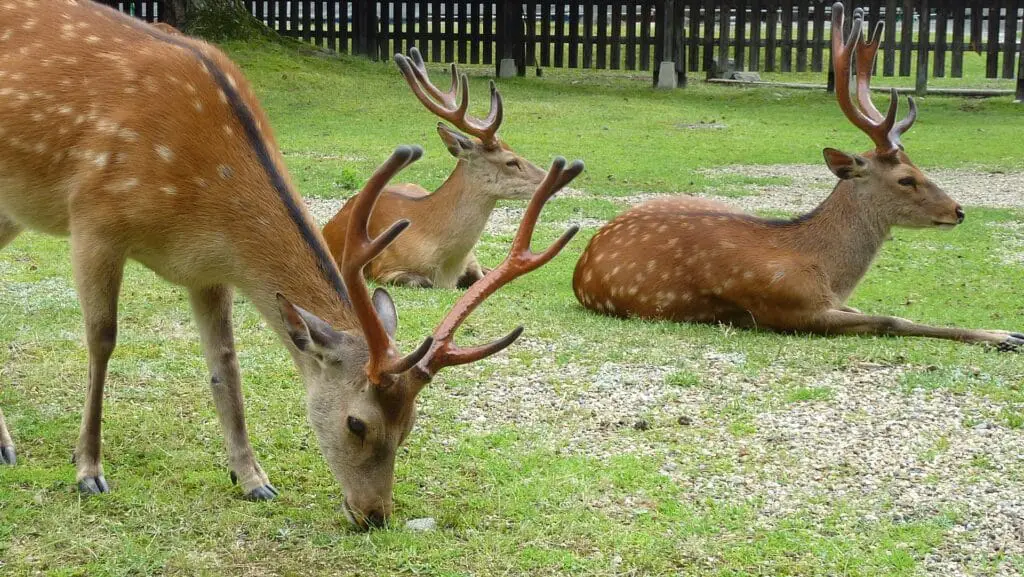 A Deer feeding with grass while two other male deer are laying.