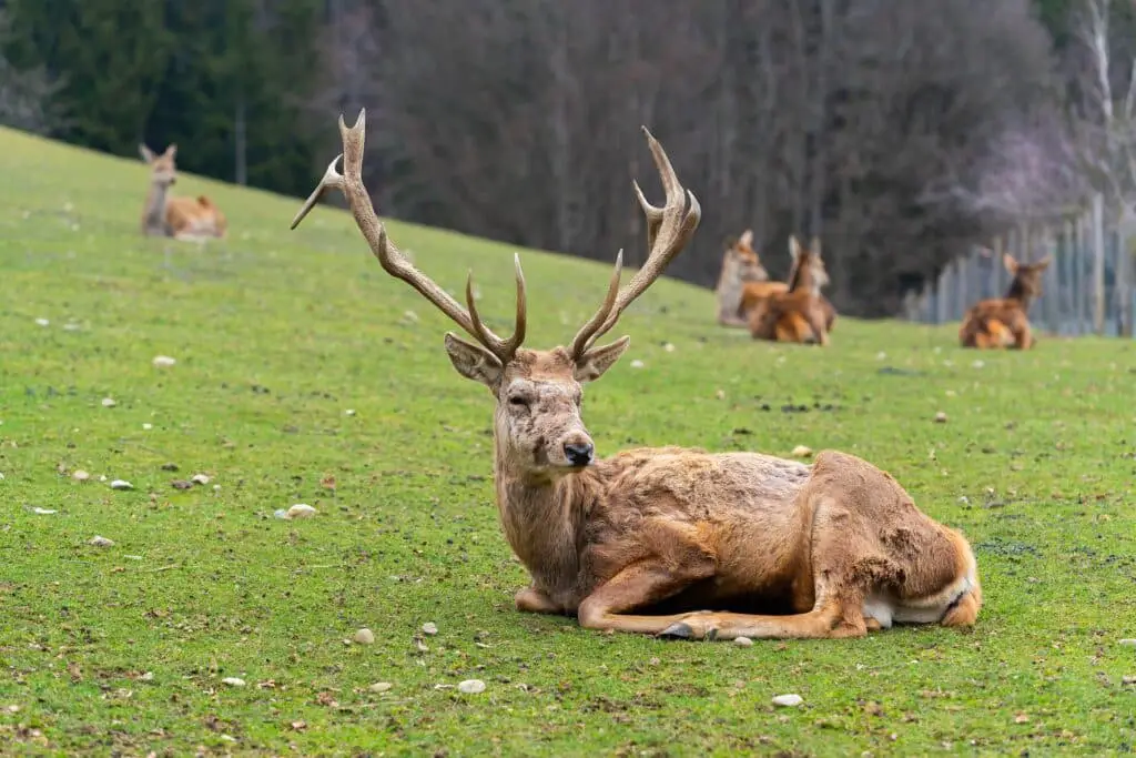 a deer laying in the grass among other deer.