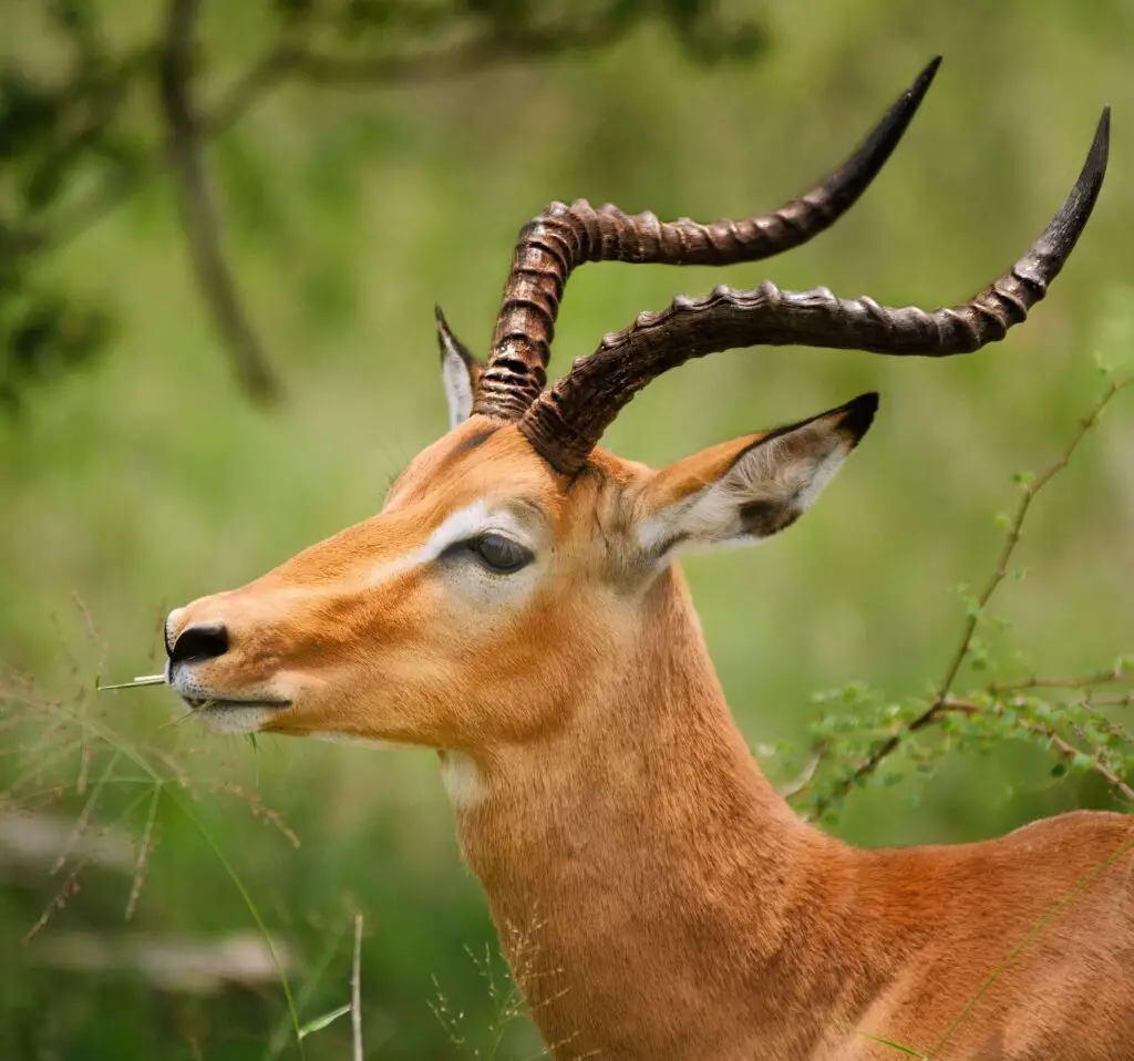 A gazelle in the wilderness.