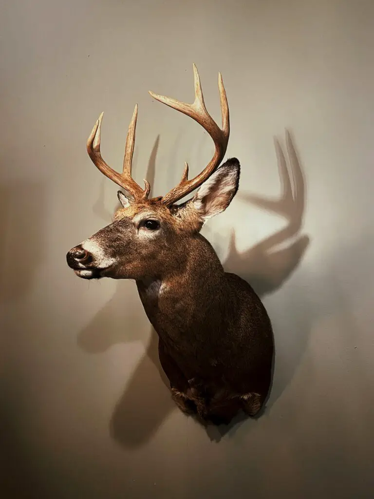 Mounted bulk after the taxidermy process.