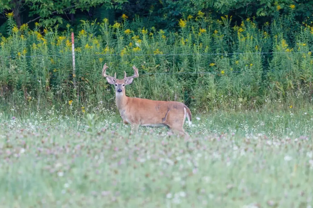 White tailed deer in the wilderness.