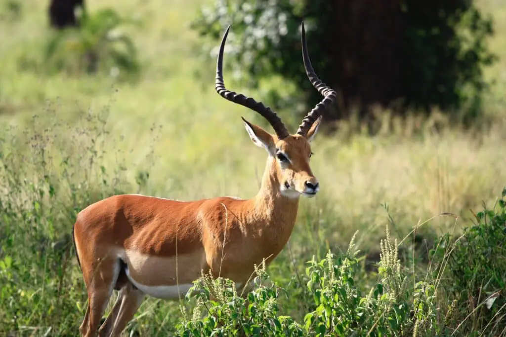 Gazelle in the forest as an example of difference of gazelle and deer