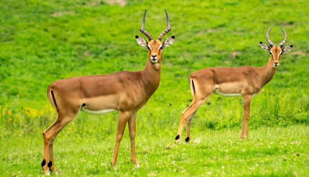 Two male gazelles in the wilderness. 