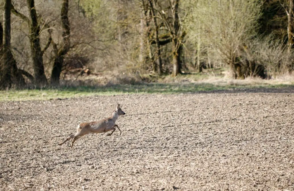 Deer running in the wilderness.
