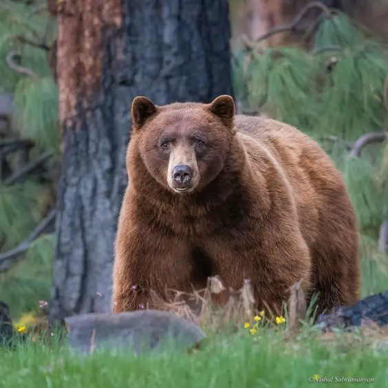 A picture of a Cinnamon bear standing in the wilderness.
