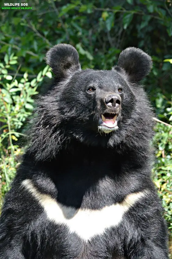 A close picture of an Asian black bear.