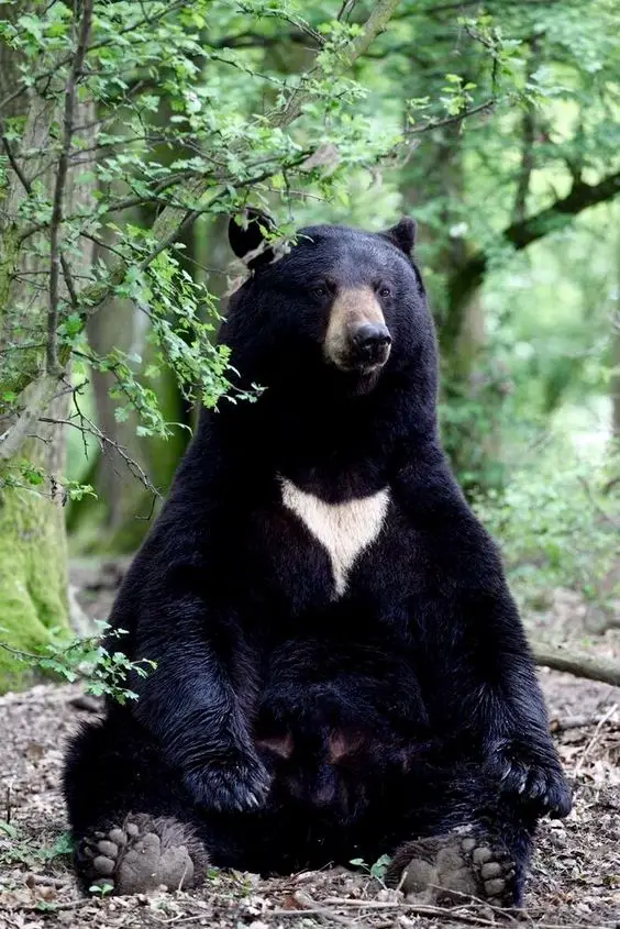 An Asian black bear sitting in the wilderness. 