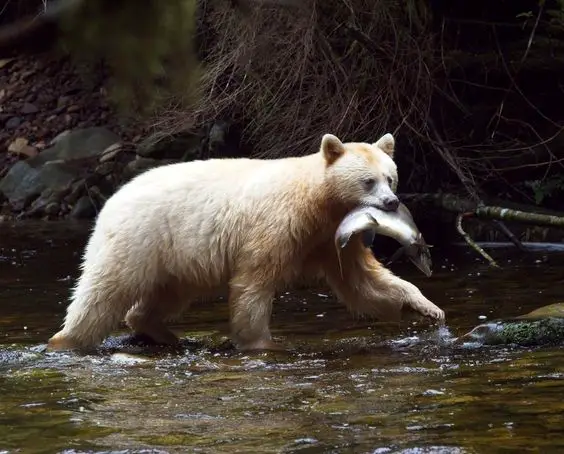 A Kermode bear before eating the salmon he haunted.