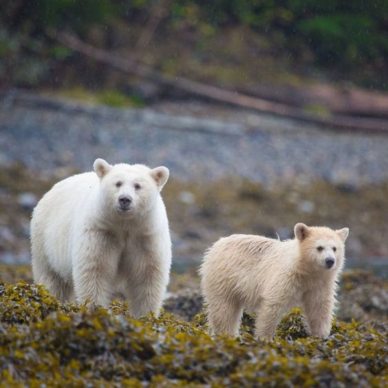A picture of a Kermode bear with her cub.