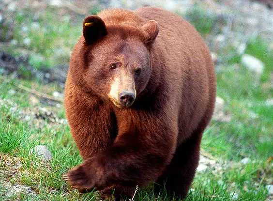 A picture of a Cinnamon bear as an example of their behavior.