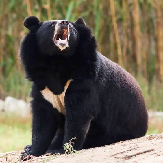 An Asian black bear roaring. 