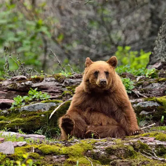 A picture as an example of Cinnamon bears seen in their habitat.