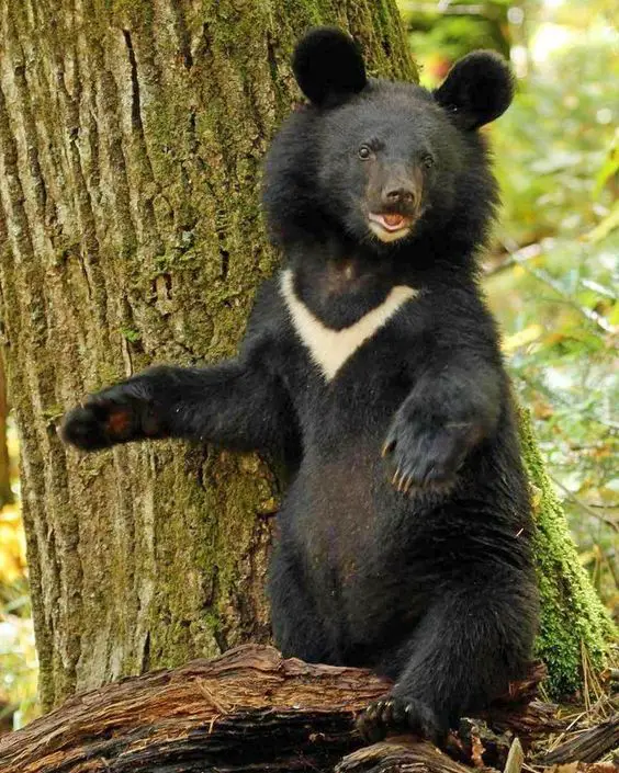 A picture of an Asian black bear cub as an example of conservation.