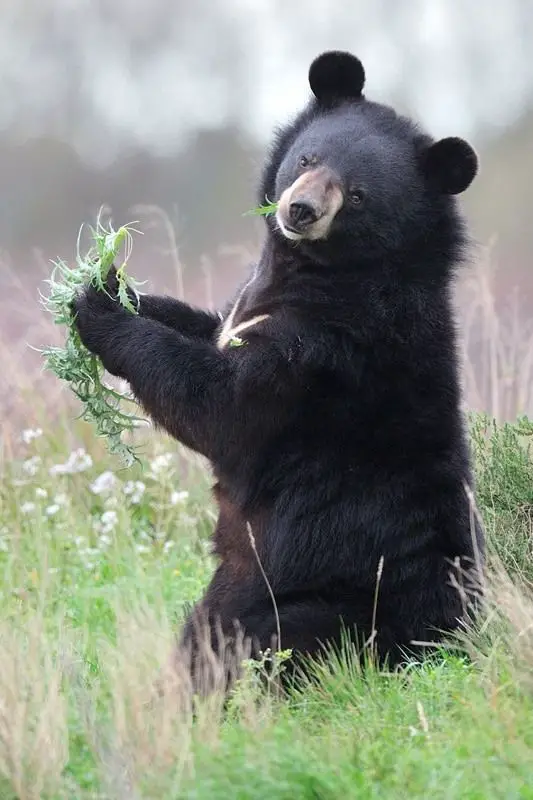 An Asian black bear about to eat.