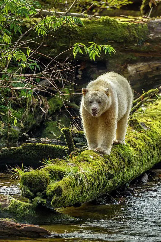 A picture of a Kermode bear.