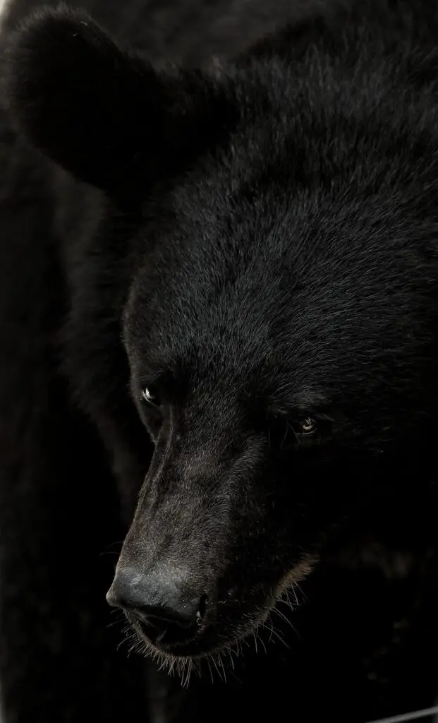 A picture of an American black bear as a symbol of its representation in culture.