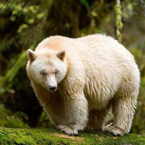 A picture of a kermode Bear in the wilderness.