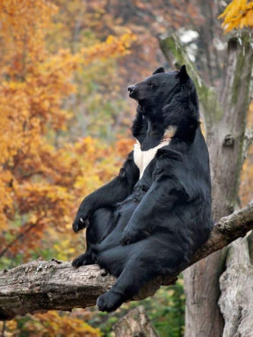 A picture of an Asian black bear as an example of its symbolism in culture. 