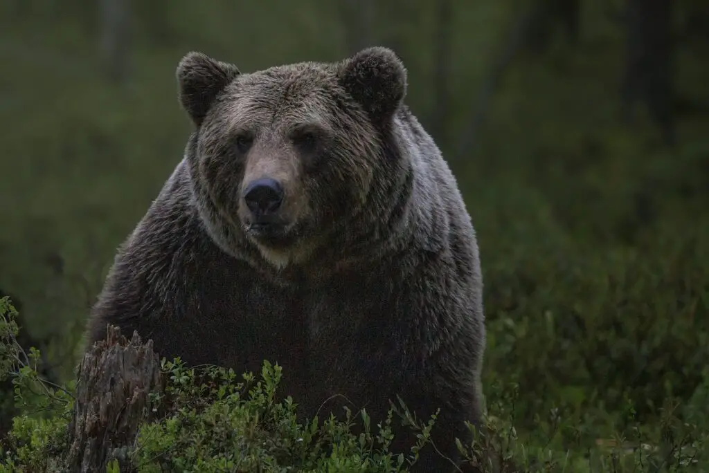 A Siberian brown bear as an example of tracking and observing these bears. 