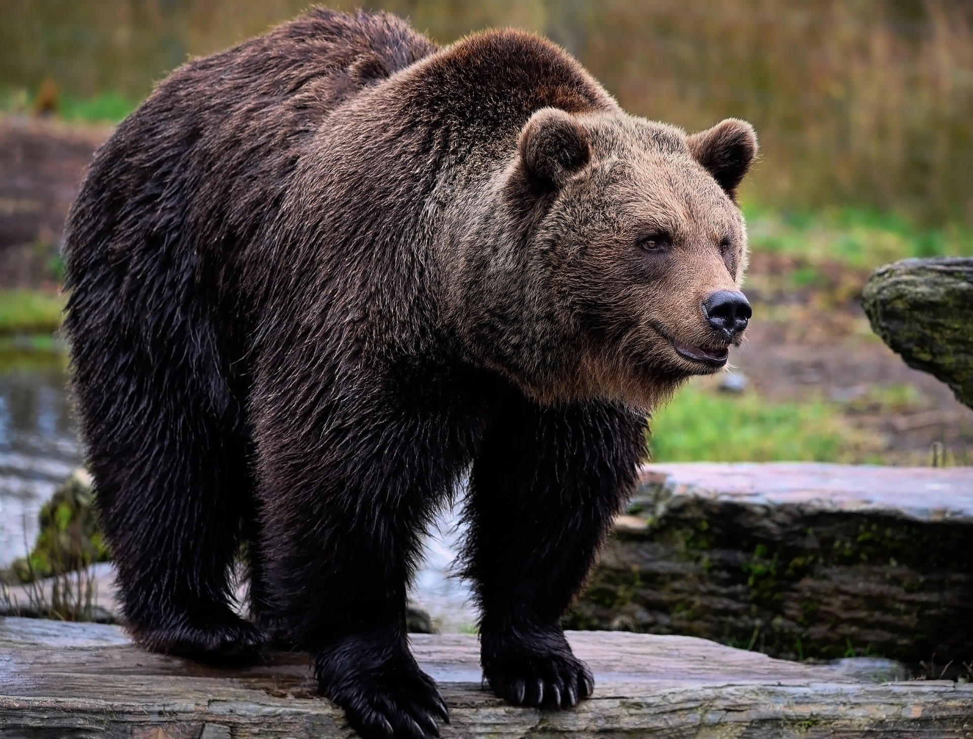 A picture of a Siberian Brown bear