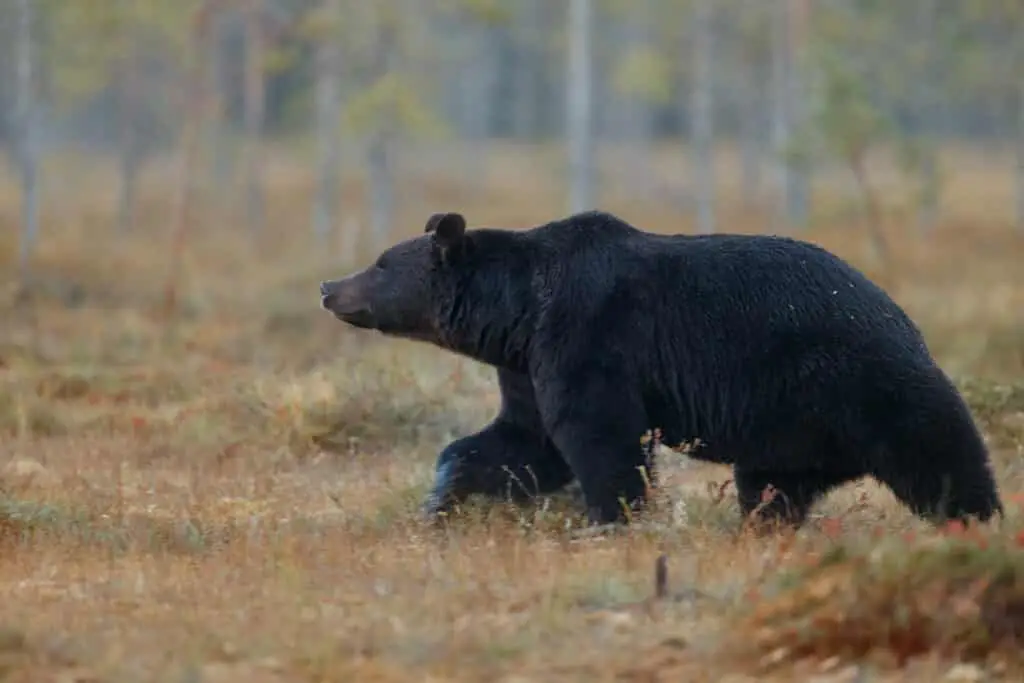 American black bear walking.
