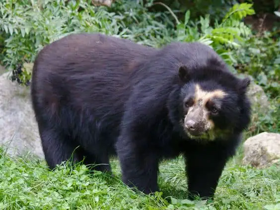 An Andean bear in its habitat.