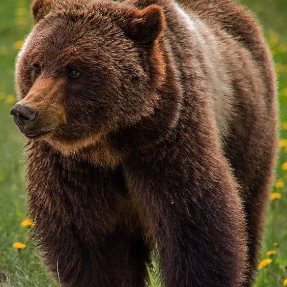 A picture of a Cinnamon bear standing in the wilderness. 
