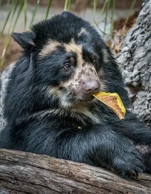 Andean Bear (Tremarctos ornatus) - World Deer