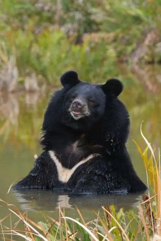A picture of an Asian black bear as an example of ecoturism.