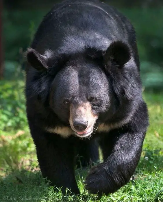 An Asian black bear walking in the wilderness. 