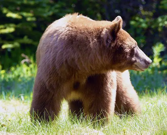 A picture of a Cinnamon bear as an example of the challenge they suffer from humans.