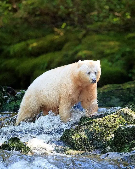 A Kermode bear as an example of diversity.