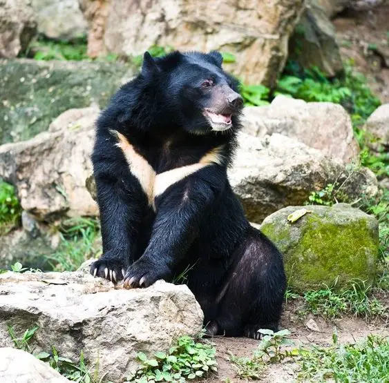 An Asian black bear in its natural habitat.