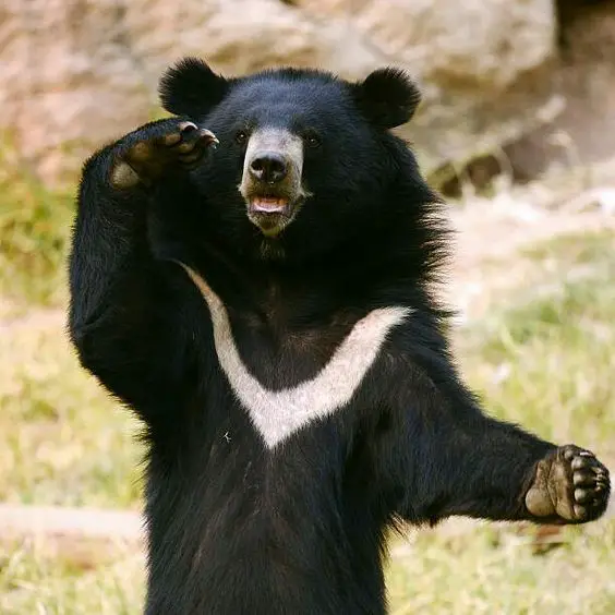 A picture of an Asian black bear standing