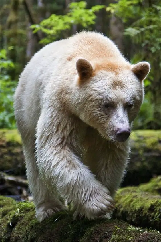 A Kermode bear walking in the wilderness as a representation of the importance of conserving their habitat.