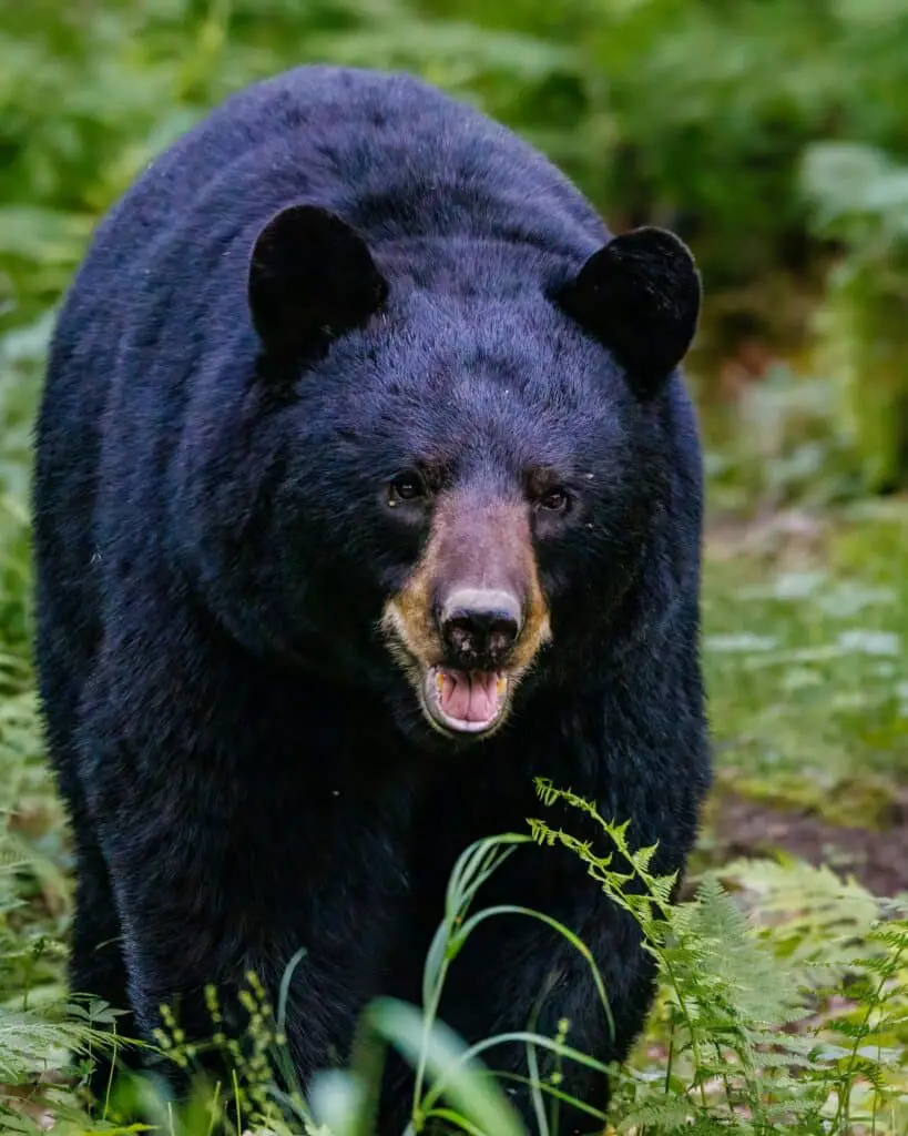An American black bear as an example of how it can be seen in the wilderness.