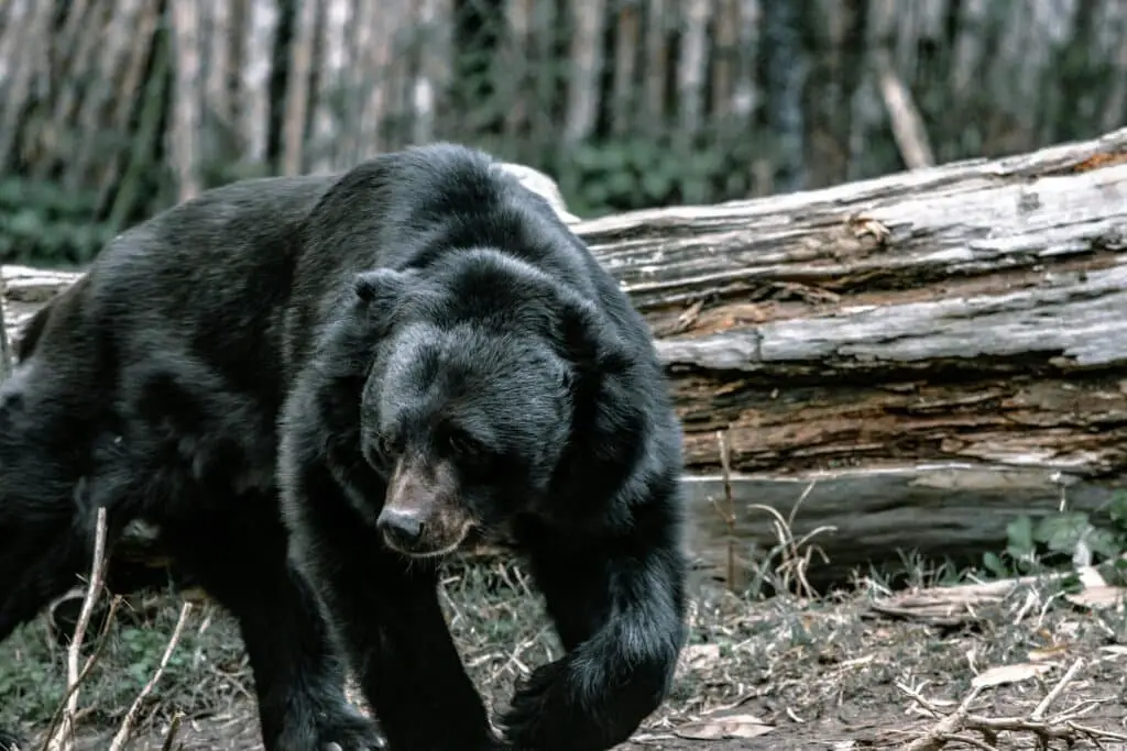 American Black Bear in the wilderness.