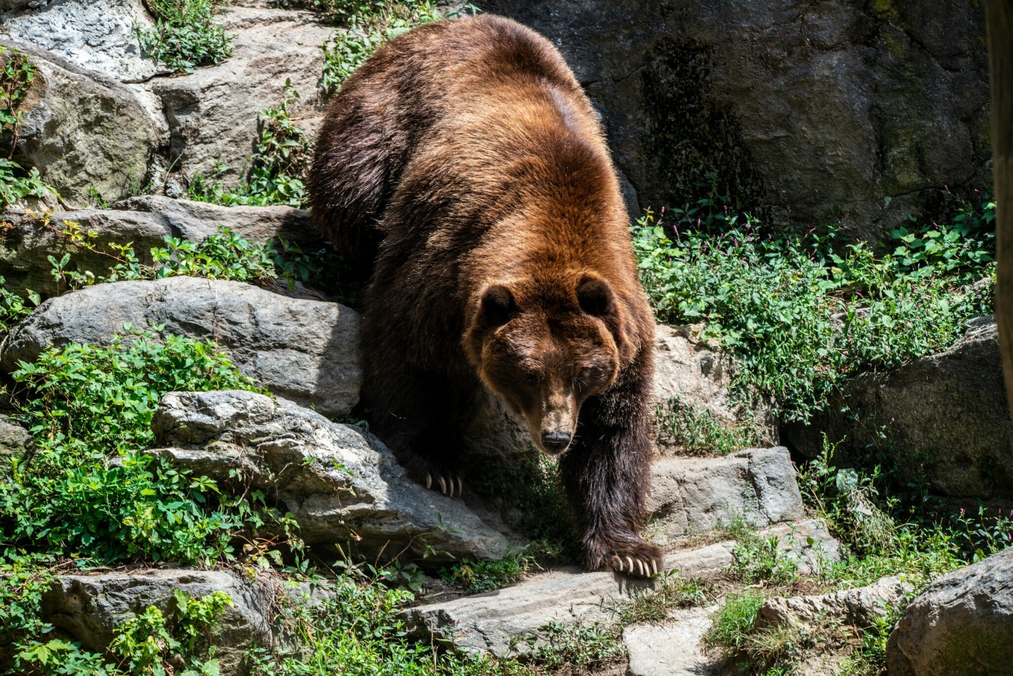 Brown bear in the wilderness as an example of their weight and size.