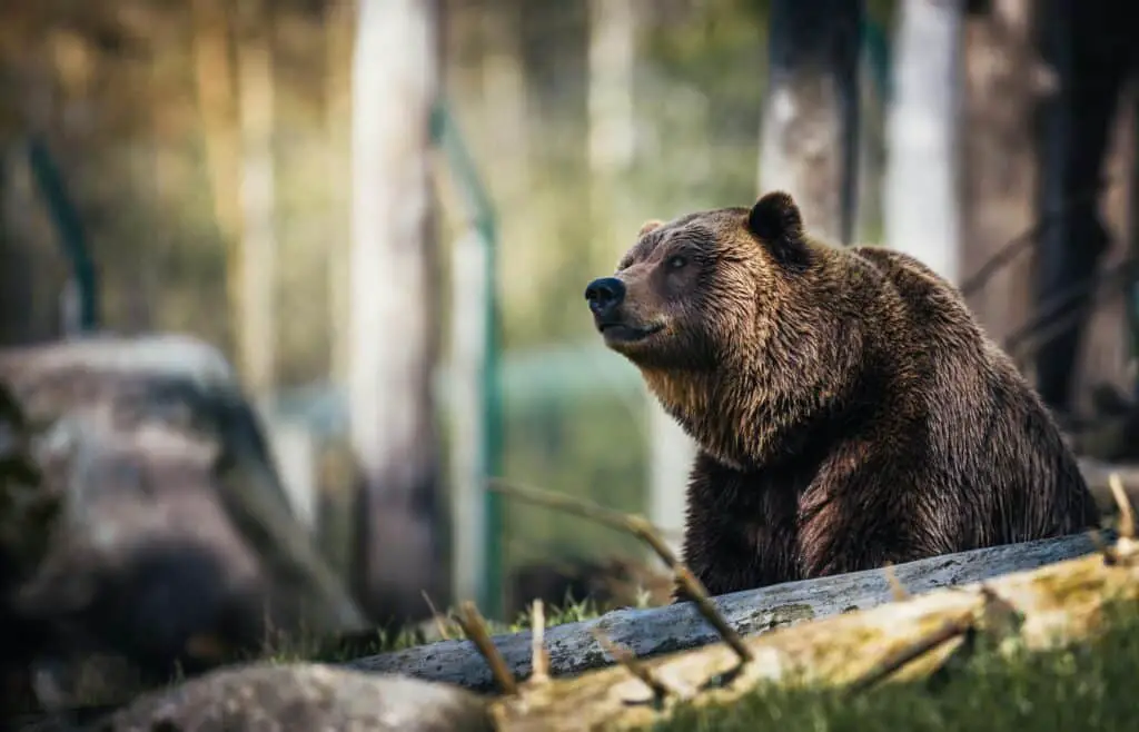 Siberian brown bear as an example of strength and endurance in culture. 