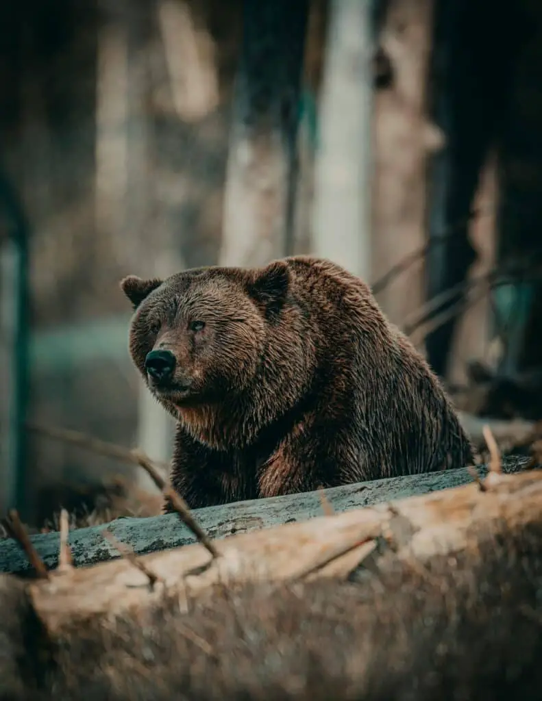 A picture of a Siberian brown bear in its habitat.